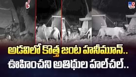 అడవిలో కొత్త జంట హనీమూన్.. ఊహించని అతిథుల హల్చల్ వీడియో అడవిలో కొత్త జంట హనీమూన్.. ఊహించని అతిథుల హల్చల్ వీడియో