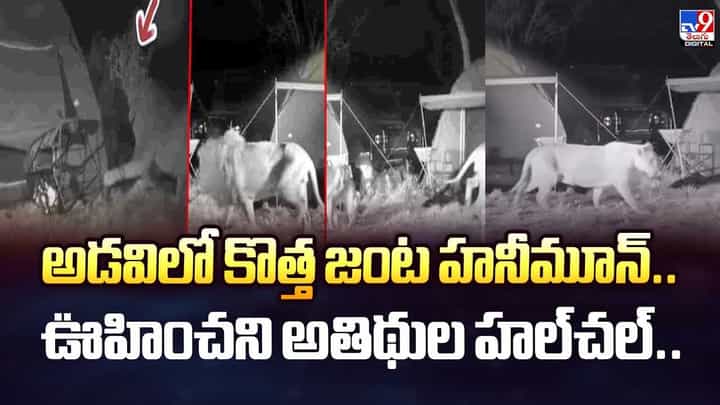 అడవిలో కొత్త జంట హనీమూన్.. ఊహించని అతిథుల హల్చల్ వీడియో అడవిలో కొత్త జంట హనీమూన్.. ఊహించని అతిథుల హల్చల్ వీడియో