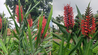 ఆరోగ్యం కోసం ఎవరైనా నడవాల్సిందే.. చినవెంకన్న ఆలయంలో గజలక్ష్మి మార్నింగ్ వాక్.. దాని వయ్యారం చూడాల్సిందే..