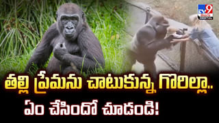 అవి విష పురుగులు కాదు.. జెల్లీఫిష్‌లు..