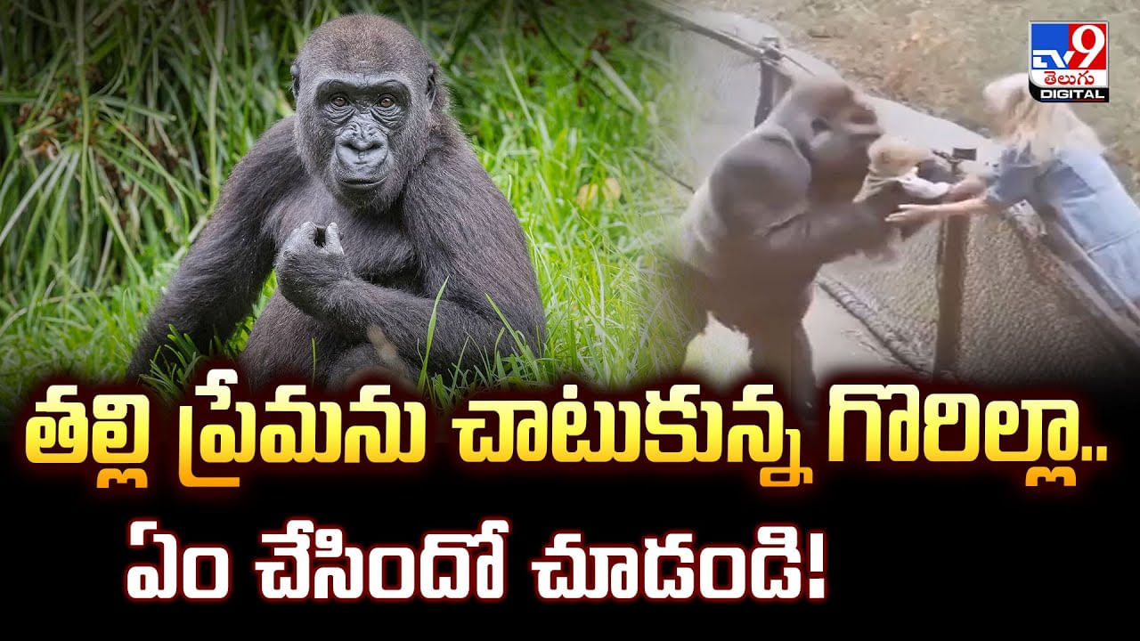 తల్లి ప్రేమను చాటుకున్న గొరిల్లా..ఏం చేసిందో చూడండి