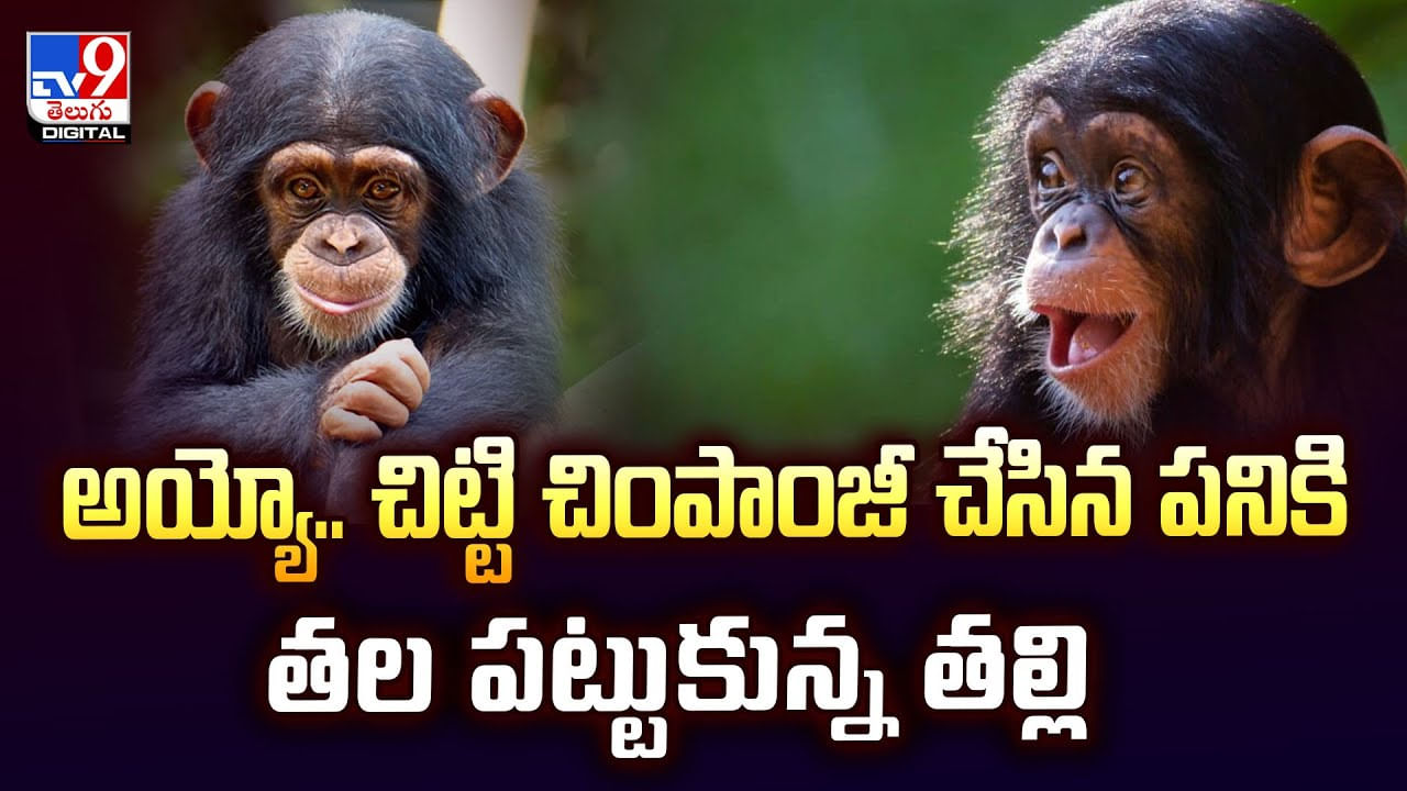 అయ్యో.. చిట్టి చింపాంజీ చేసిన పనికి తల పట్టుకున్న తల్లి వీడియో