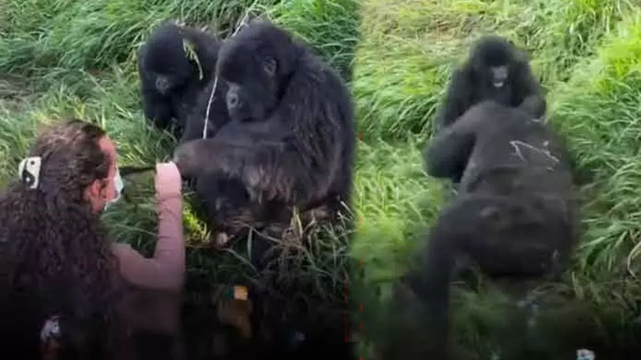 Viral Video: మనిషైనా, జంతువైనా పెళ్ళానికి భయపడాల్సిందే.. వీడియో చూసి నవ్వి, నవ్వి అడ్డం పడితే మాకేం సంబంధంలే..