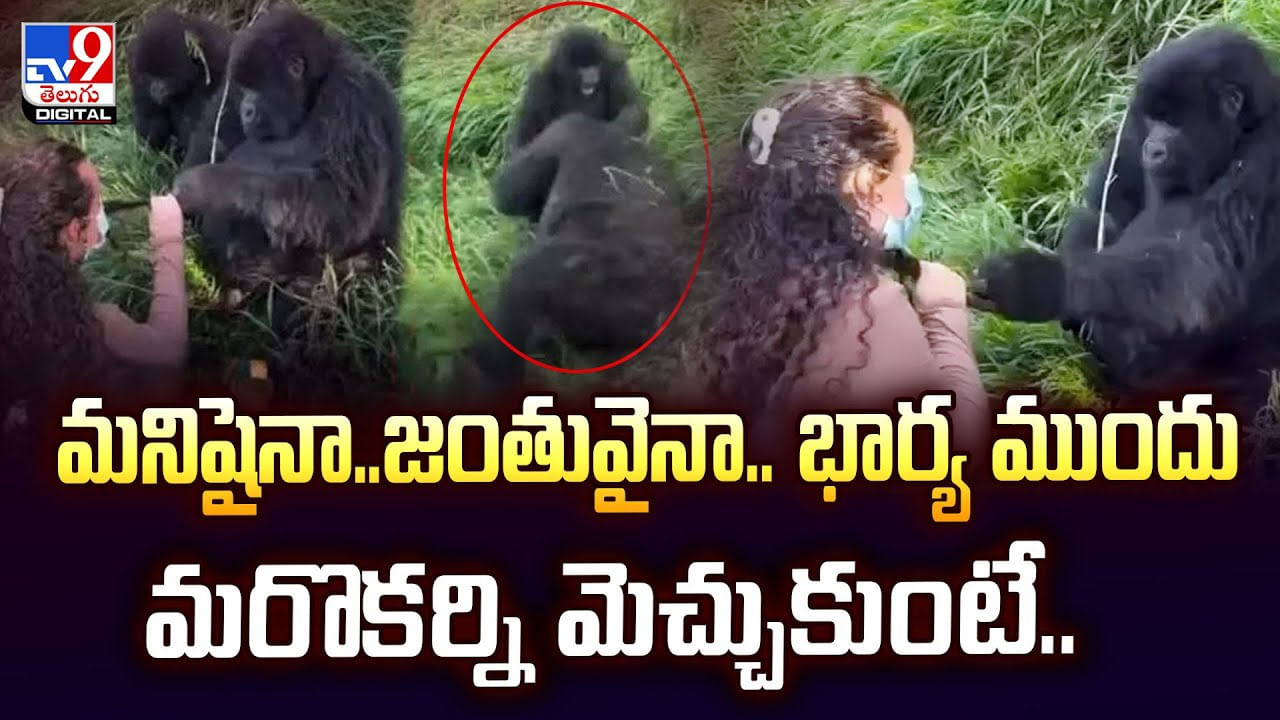 వారెవ్వా.. ఇది కదా ప్రేమంటే..తన భర్త మరో మహిళను చూడగానే ఆడ గొరిల్లా ఏం చేసిందంటే?