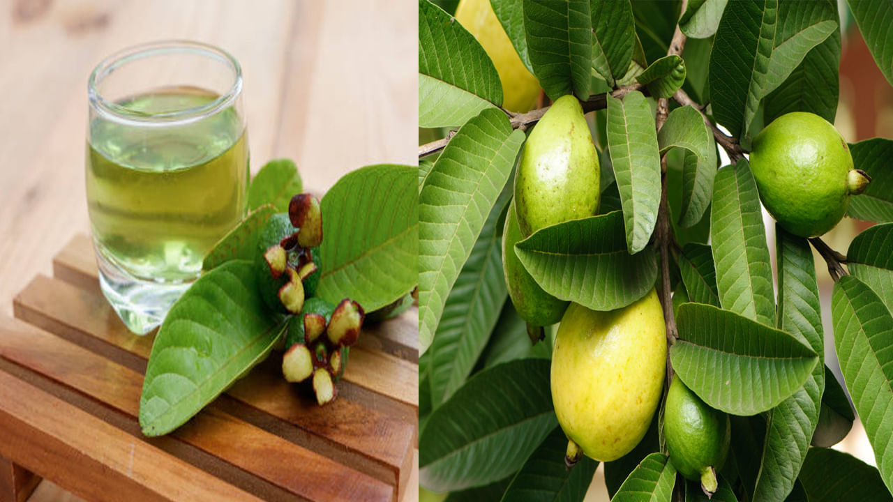 Guava Leaves: టీ, కాఫీలకు గుడ్ బై చెప్పండి.. జామాకుల టీని డైట్ లో చేర్చుకోండి.. షుగర్ సహా ఎన్ని వ్యాధులకు ఉపశమనమో తెలుసా..