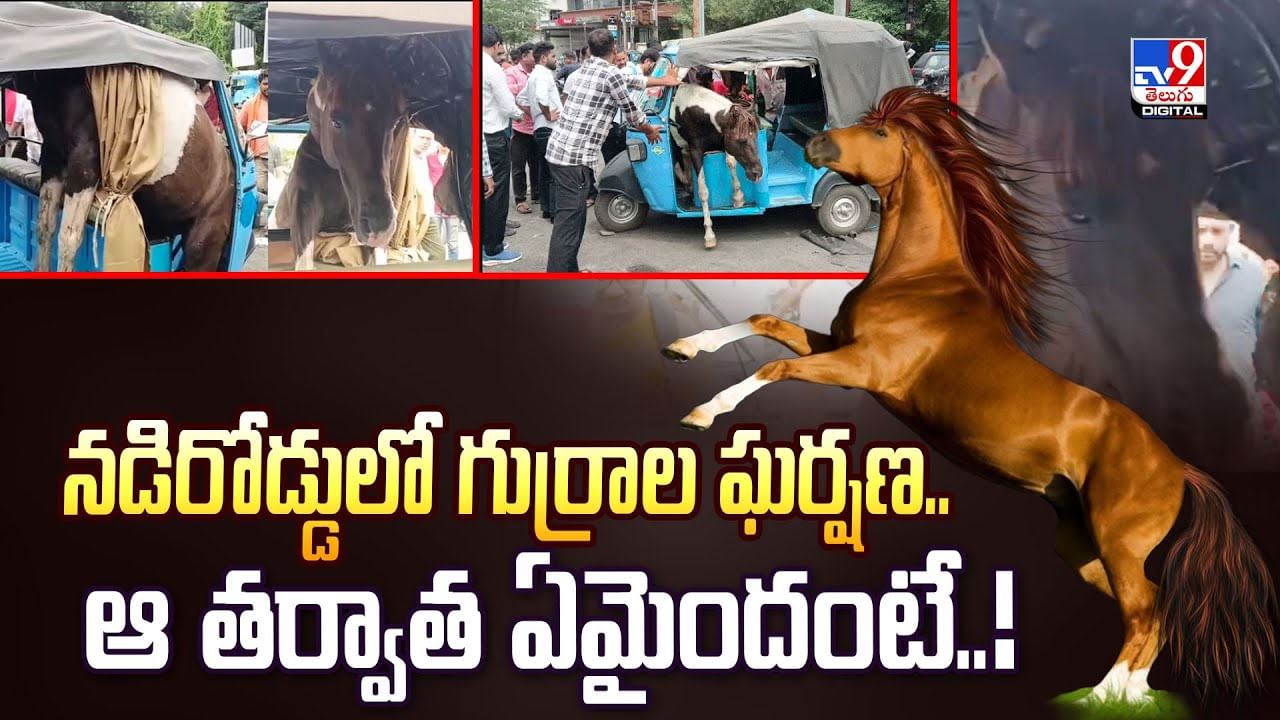 నడిరోడ్డులో గుర్రాల ఘర్షణ.. ఆ తర్వాత ఏమైందంటే వీడియో
