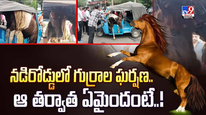 నడిరోడ్డులో గుర్రాల ఘర్షణ.. ఆ తర్వాత ఏమైందంటే వీడియో నడిరోడ్డులో గుర్రాల ఘర్షణ.. ఆ తర్వాత ఏమైందంటే వీడియో