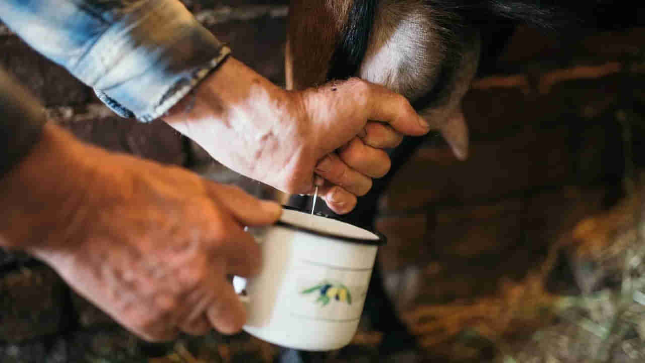 Milk: ఆవు, గేదె కాదు.. ఈ పాలు తాగారంటే రోగాలన్నీ పరార్!