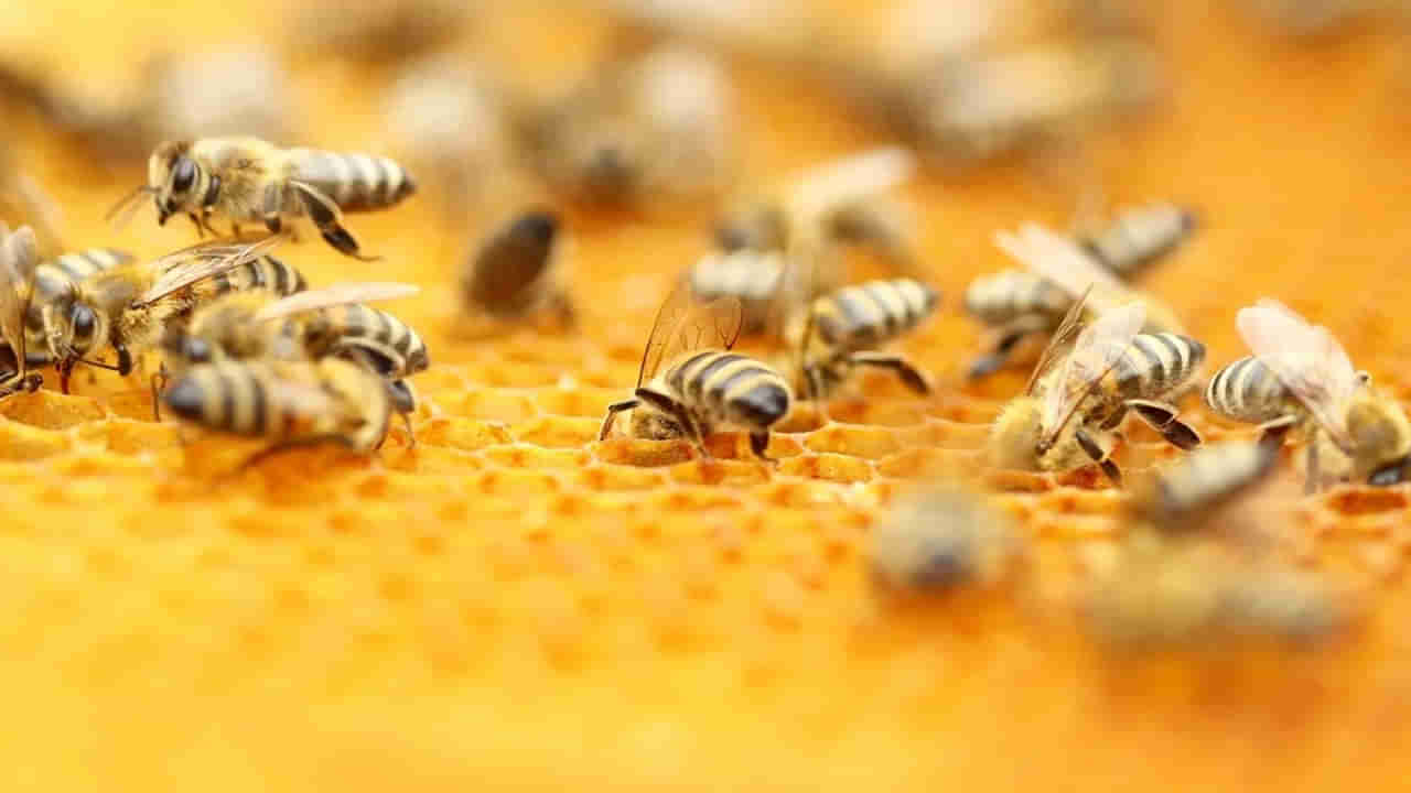Honeybee venom: తేనెటీగల తేనే కాదు.. విషం సైతం ఔషధమే..! రొమ్ము క్యాన్సర్‌ను ఖతం చేస్తుందట..