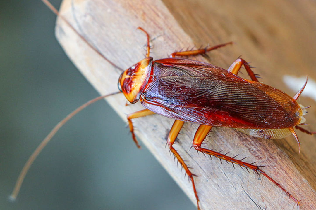 Cockroaches: ఇంట్లో బొద్దింకలను ఆకర్షించేవి ఈ వస్తువులే.. వీటిని ...