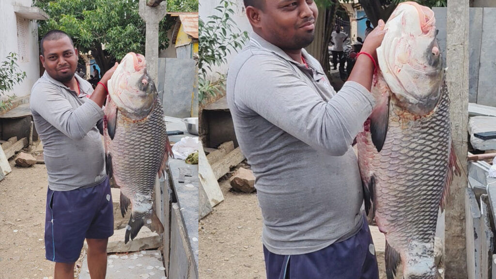 Huge Fish