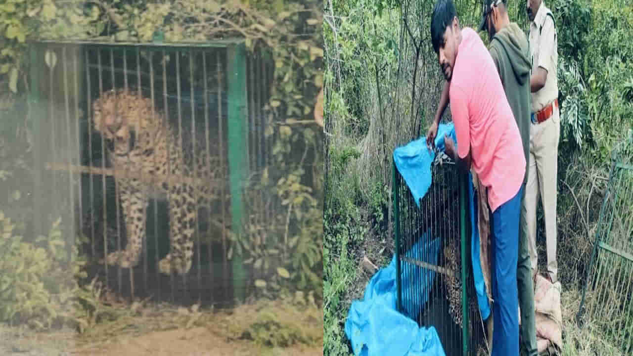 Watch Video: వామ్మో పెద్ద గండమే గట్టెక్కింది.. ఎట్టకేలకు చిక్కేసింది!