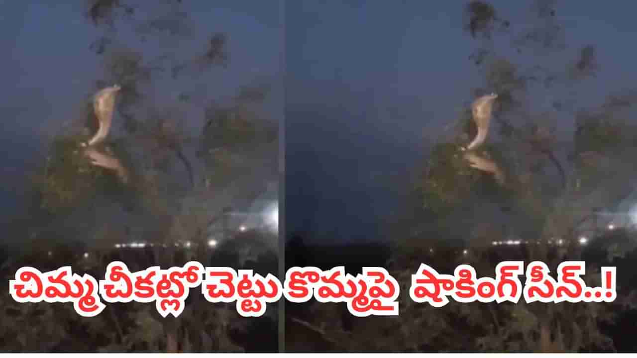 Viral Video: చిమ్మ చీకట్లో చెట్టు కొమ్మపై ఏదో అలికిడి.. అసలు సీన్ చూసి బెంబేలెత్తిన జనాలు..