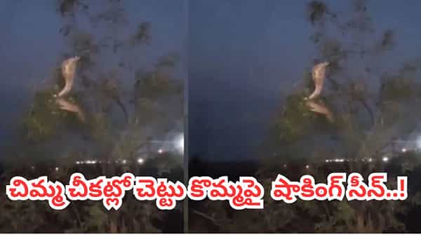 Viral Video: చిమ్మ చీకట్లో చెట్టు కొమ్మపై ఏదో అలికిడి.. అసలు సీన్ చూసి బెంబేలెత్తిన జనాలు..