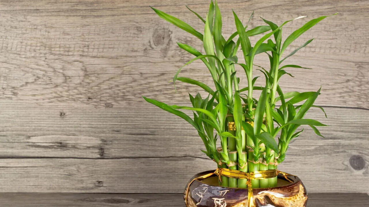 కొన్ని  మొక్కలను ఇంటిలో పెట్టుకోవడం వలన అవి అదృష్టంతో పాటు శ్రేయస్సును తీసుకొస్తాయని చెబుతుంటారు. అంలాంటి మొక్కల్లో వెదురు మొక్క ఒకటి. ఈ మొక్కను చాలా మంది తమ ఇంటిలోపల పెట్టుకుంటారు. దీని వలన ఇంటి అందం రావడమే కాకుండా ఆర్థికంగా కలిసివస్తుందని వారి నమ్మకం. కాగా దీని గురించి మరింత సమాచారం తెలుసుకుందాం.