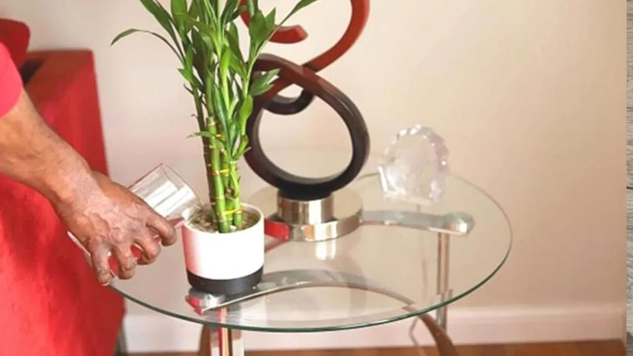 వాస్తు శాస్త్రం ప్రకారం ఇంట్లో వెదురు మొక్క పెంచుకోవడం చాలా మంచిదంట. ఈ మొక్కలో లక్ష్మీ దేవి నివసిస్తుందని చెబుతుంటారు పండితులు. అందువలన వెదురు మొక్కను ఇంట్లో పెంచుకోవడం వలన ఆ ఇంటిలో సిరిసంపదలకు లోటు ఉండదంట. ఆర్థికంగా ఆరోగ్యం పరంగా అనేక ప్రయోజనాలు కలుగుతాయంట.