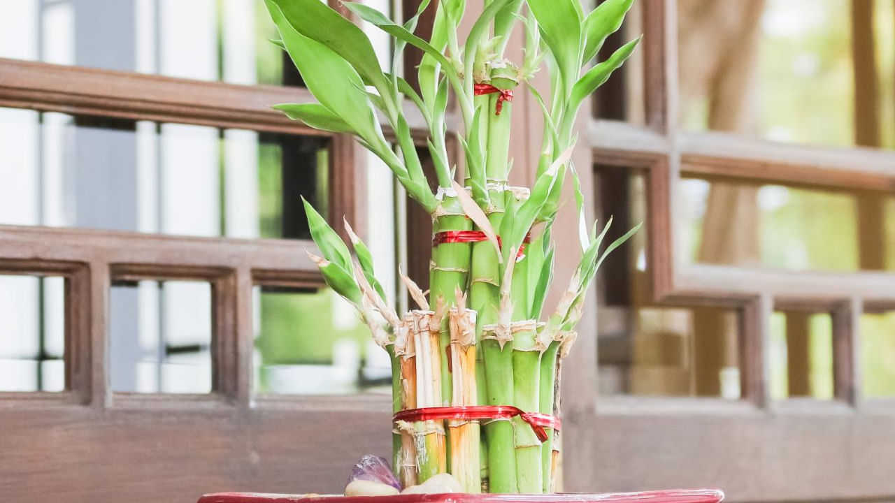 అదే విధంగా మంచి ఫలితాలు రావాలంటే వెదురు మొక్కను మీ ఇల్లు లేదా కార్యాలయంలోని ఆగ్నేయంలో పెట్టుకోవడం చాలా మంచిదంట. దీని వలన సంపద పెరగడమే కాకుండా ఆర్థిక వృద్ధి కలుగుతుందంట. అలాగే  వెదురు మొక్కను  తూర్పు  దిశలో పెట్టడం వలన కూడా ప్రయోజనకరంగా ఉంటుందంట. ఎందుకంటే  తూర్పు దిశ అనేది కుటుంబ ఆరోగ్యాన్ని సూచిస్తుంది. అంతే కాకంుడా ఇది సూర్యకాంతి వచ్చే ప్రదేశంలో వెదురు మొక్క పెట్టడం వలన మంచి జరుగుతుందంట.