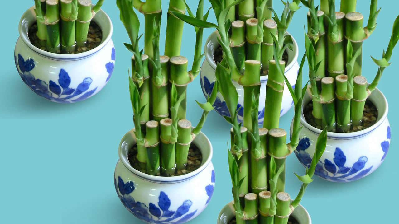 ఇక వెదురు మొక్కలో గాలిని శుద్ధి చేసే లక్షణాలు ఎక్కువగా ఉంటాయి. అందువలన దీనిని ఇంటిలో పెట్టుకోవడం వలన ఇది గాలిలోని చెడు విషాన్ని తీసుకొని, ఆక్సిజన్ విడుదల చేస్తుంది. అంతే కాకుండా పరిశుభ్రమైన వాతావరణాన్ని ప్రోత్సహించి, మానసిక ఆరోగ్యాన్ని మెరుగుపరుస్తుందంట.