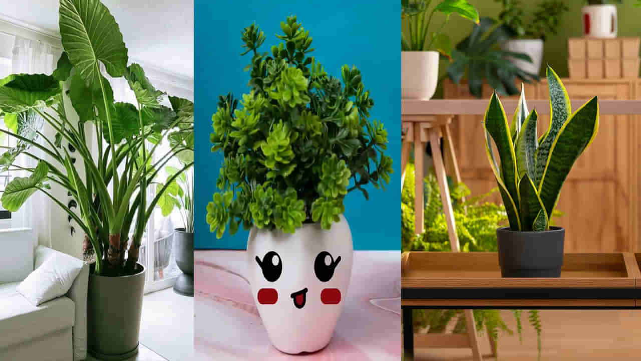 Indoor Plants: ఇంట్లో ఈ మొక్కలను పెంచుకోండి.. అందంతో పాటు మానసిక, శారీరక ఆరోగ్యాన్ని ఇస్తాయి. అవి ఏమిటంటే..