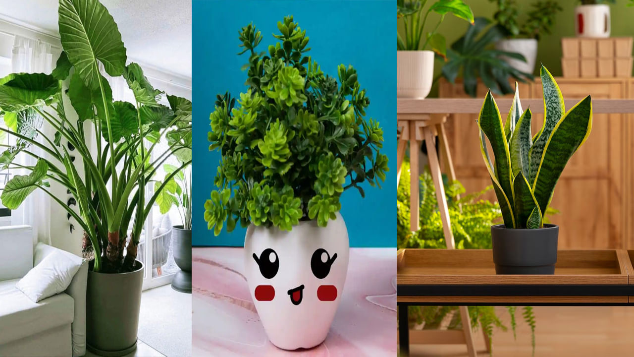Indoor Plants: ఇంట్లో ఈ మొక్కలను పెంచుకోండి.. అందంతో పాటు మానసిక, శారీరక ఆరోగ్యాన్ని ఇస్తాయి. అవి ఏమిటంటే..