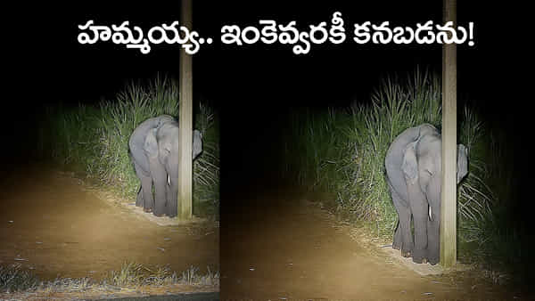 చేలో చెరుకు తింటూ పట్టుబడి.. కరెంట్ స్తంభం వెనుక దాక్కుని.. కళ్లుమూసుకున్న పిల్ల ఏనుగు!