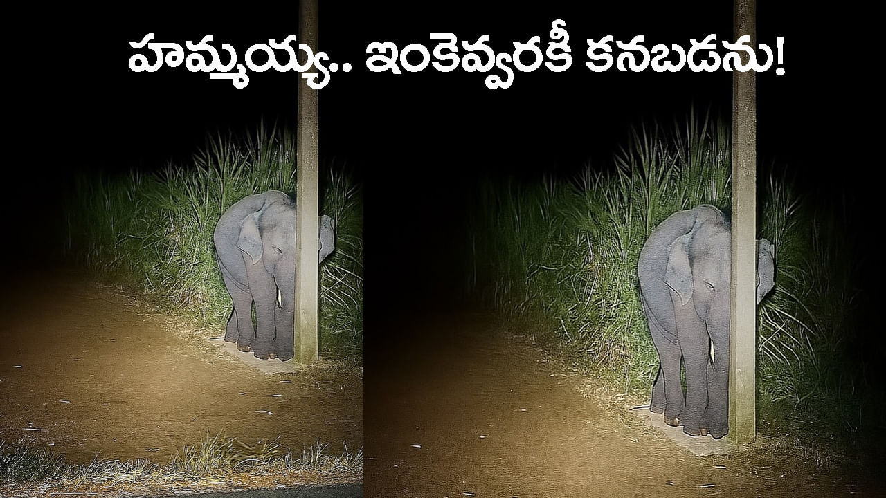 చేలో చెరుకు తింటూ పట్టుబడి.. కరెంట్ స్తంభం వెనుక దాక్కుని.. కళ్లుమూసుకున్న పిల్ల ఏనుగు!