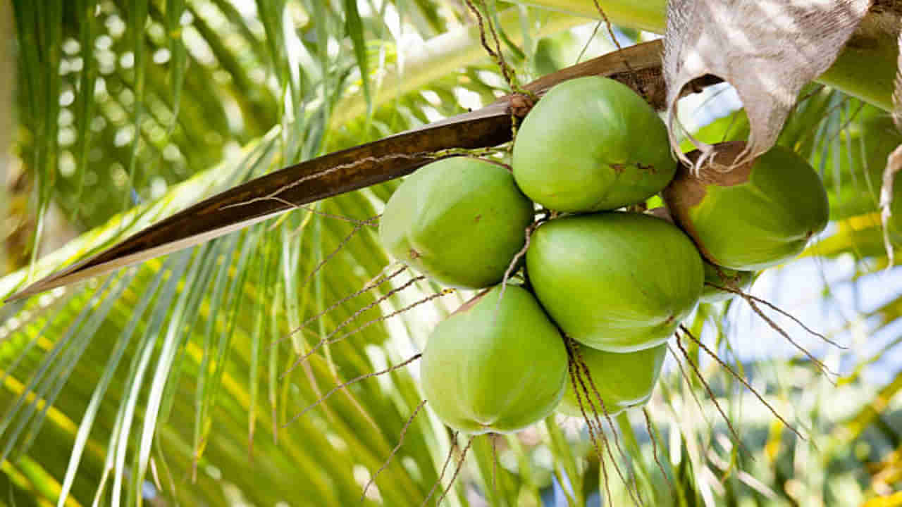 Coconut Water: ఈ సమస్యలున్న వారు కొబ్బరి నీరు తాగితే విషమే..