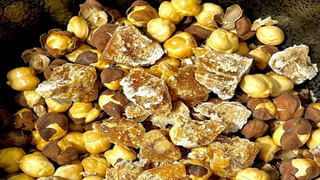 కుక్క కరిచిన వెంటనే ఇలా చేయండి.. రేబిస్ వచ్చే ప్రమాదం ఉండదు..! గాయం చిన్నదే కదా అని నిర్లక్ష్యం చేయొద్దు..!