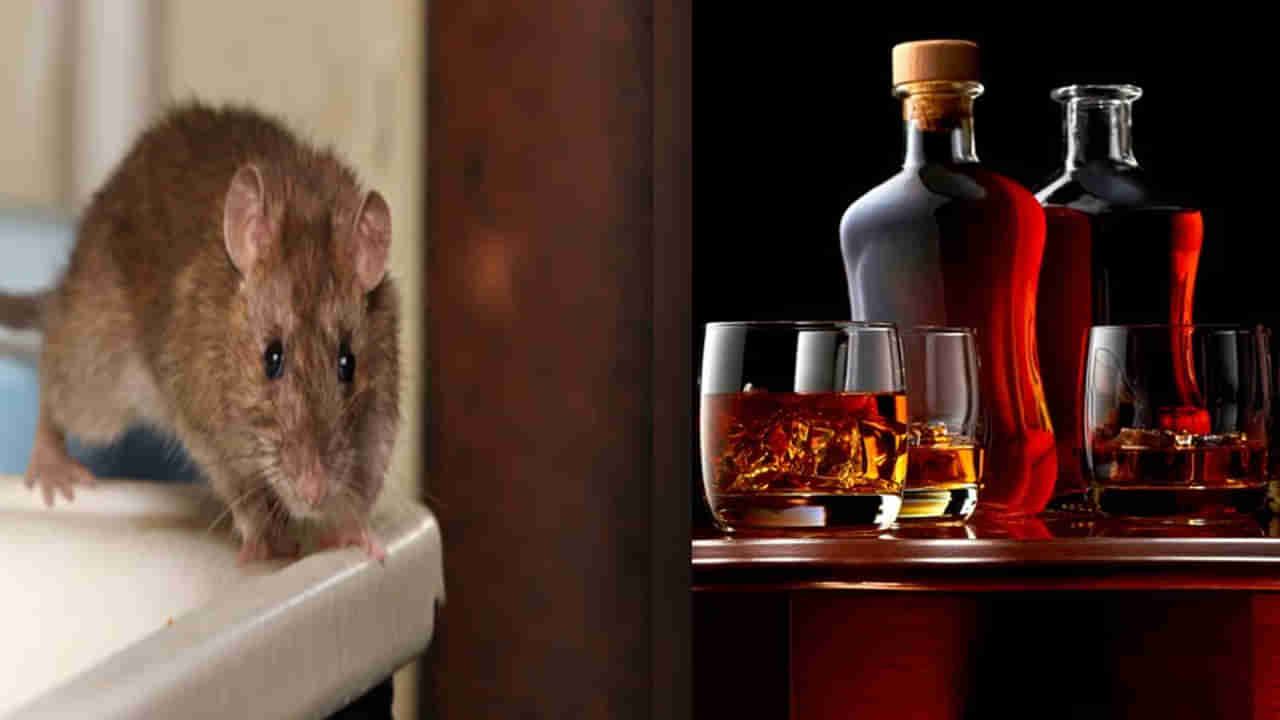 800 బాటిళ్ల మద్యం తాగేసిన ఎలుకలు..?! వ్యాపారి చెప్పిన మాటలు విని ఎక్సైజ్ అధికారులు షాక్!