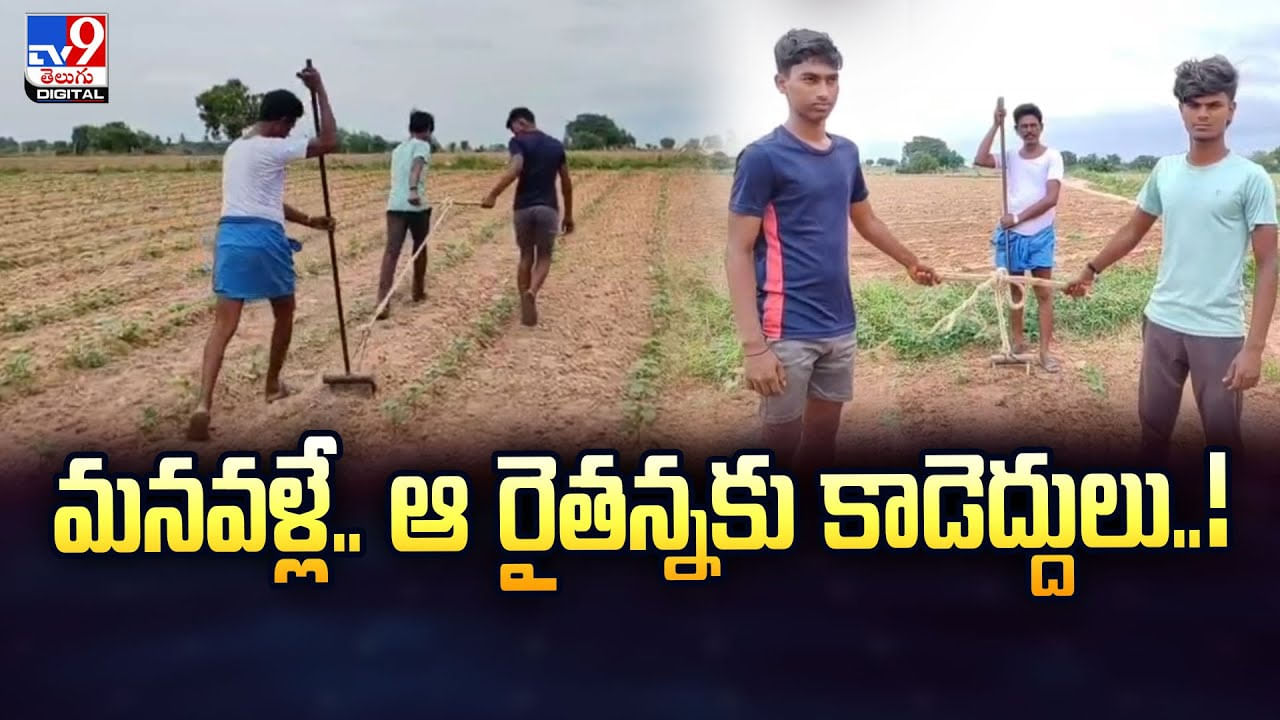 మనవళ్లే.. ఆ రైతన్నకు కాడెద్దులు వైరల్ వీడియో