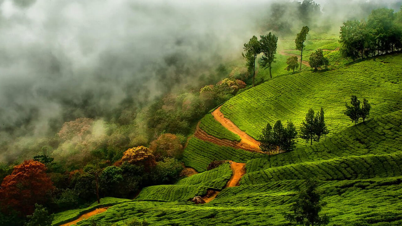 బీచ్‌లకు నిలయం కోజికోడ్. ఇక్కడ అద్భుతమైన స్వీట్స్ ఉంటాయి. దీనిని స్వీట్స్‌కు నియలం అని కూడా అంటారు. మీరు కోచికోడ్ కు వెళ్తే కల్లుమ్మకాయ, చట్టిపత్తిరి, వివిధ రకాల జలేబీలు, హల్వా రుచి చూడవచ్చు. పాత లైట్‌హౌస్, బీచ్, మనంచిరా చౌక్, సరోవరం బయో పార్క్ వంటి ప్రదేశాలు చాలా ఆనందాన్నిస్తాయి.