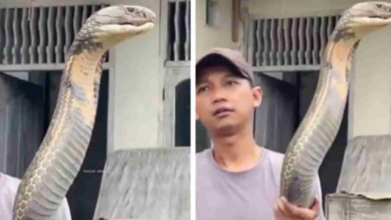 Viral Video: అంతటి కింగ్‌ కోబ్రాను ఒంటిచేత్తో నిలబెట్టేసాడుగా..! వీడియో షేర్‌ చేసిన ఐఎఫ్‌ఎస్‌ ఆఫీసర్‌