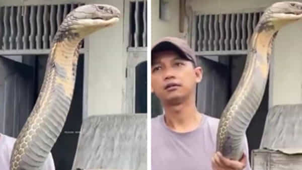 Viral Video: అంతటి కింగ్ కోబ్రాను ఒంటిచేత్తో నిలబెట్టేసాడుగా..! వీడియో షేర్ చేసిన ఐఎఫ్ఎస్ ఆఫీసర్
