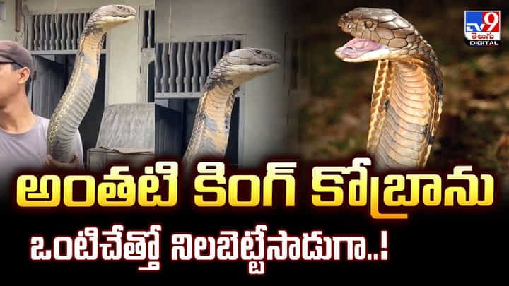 వీడు మనిషా.. మానవ మృగమా.. అంతటి కింగ్ కోబ్రాను ఆలా ఎలా నిలబెట్టాడు వీడు మనిషా.. మానవ మృగమా.. అంతటి కింగ్ కోబ్రాను ఆలా ఎలా నిలబెట్టాడు