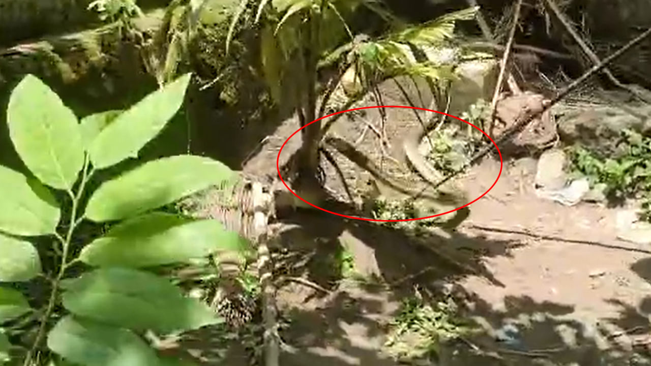 Andhra: పొట్ట ఉబ్బిపోయి కనిపించిన నల్లతాచు.. కక్కించింది చూడగా.. వామ్మో.! Andhra: పొట్ట ఉబ్బిపోయి కనిపించిన నల్లతాచు.. కక్కించింది చూడగా.. వామ్మో.!