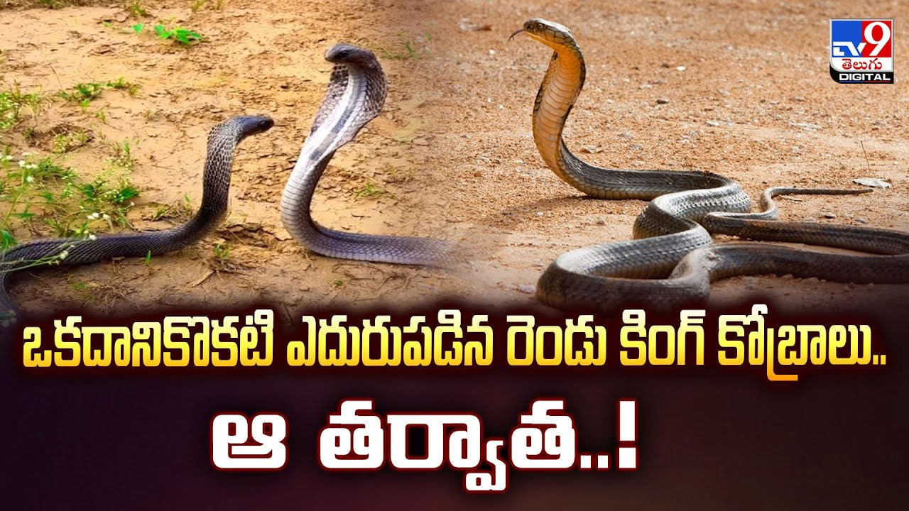 ఒకదానికొకటి ఎదురుపడిన రెండు కింగ్‌ కోబ్రాలు.. ఆ తర్వాత