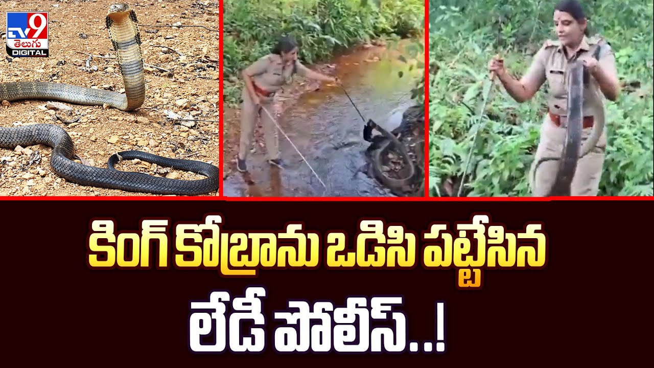 కింగ్‌ కోబ్రాను ఒడిసి పట్టేసిన లేడీ పోలీస్‌.. వీడియో చూస్తే షాక్ అవ్వాల్సిందే వీడియో