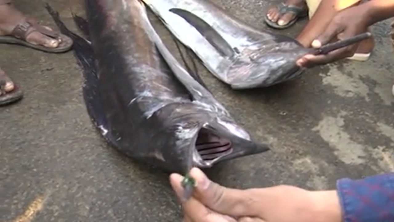 Kommu Konam Fish: అమ్మో.. కొమ్ముకోనాం - తేడా వస్తే తీస్తుంది ప్రాణం..