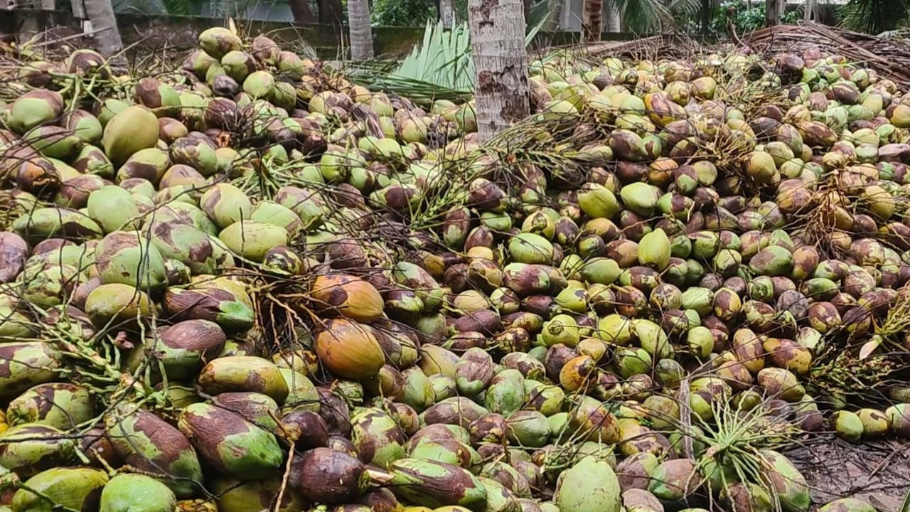 Andhra News: మంచి రోజులొచ్చాయి గురూ.. రికార్డ్ ధర పలికిన కోణసీమ కొబ్బరి!