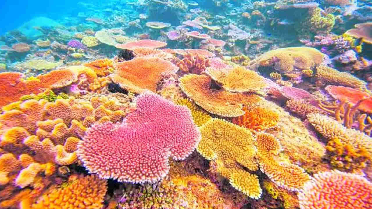 Lakshadweep: లక్షద్వీప్‌లో పగడపు దిబ్బల నాశనం..! రంగురంగుల జల జీవులకు పొంచివున్న ముప్పు..!!