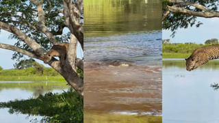 Viral Video: కదులుతున్న రైలులో రీల్ చేద్దామనుకుంది.. కానీ ఊహించని గెస్ట్ ఎంట్రీతో సీన్ రివర్స్