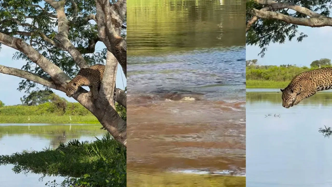 Viral Video: నీటిలో మొసలిని రాకెట్‌ స్పీడ్‌తో వేటాడిన చిరుత... వీడియో చూసి షాకవుతున్న నెటిజన్స్‌