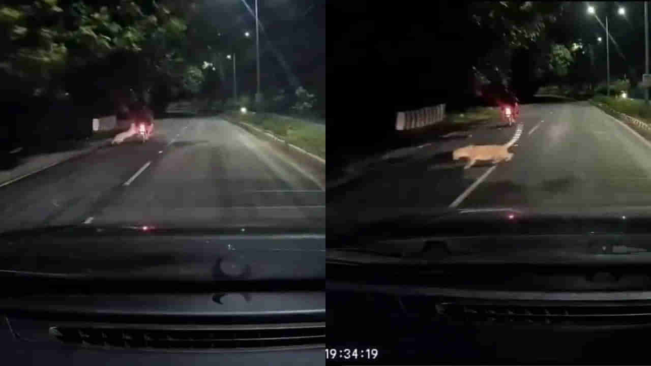 Video: రాత్రి పూట బైక్ వెళ్తుండగా పైకి దూసుకొచ్చిన భారీ ఆకారం..! గుండె ఆగినంత పనైంది