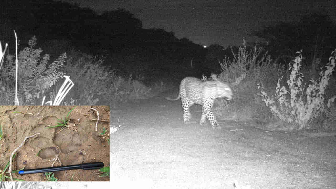 Hyderabad Leopard: ట్రాక్‌ కెమెరాకు చిక్కిన చిరుత... హైదరాబాద్‌ శివారులో భయం భయం