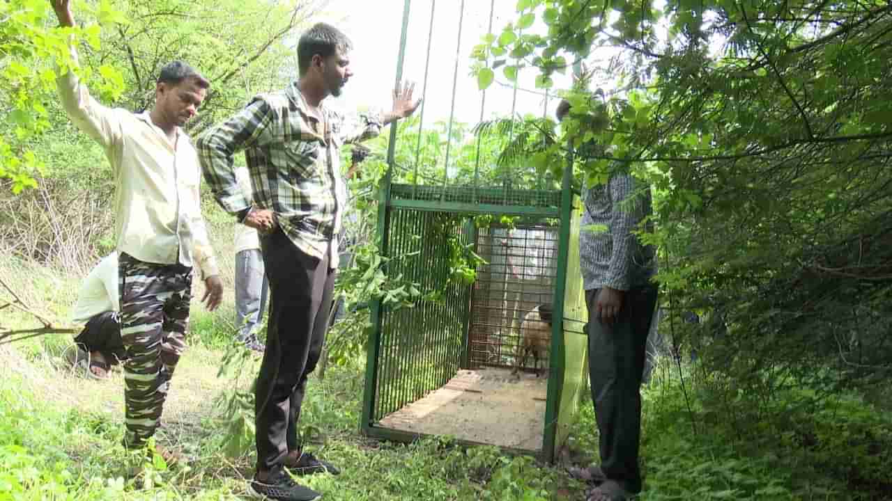 అమ్మో పులి.. వణికిపోతున్న జనం.. ఐదు రోజులుగా అక్కడే మకాం..!