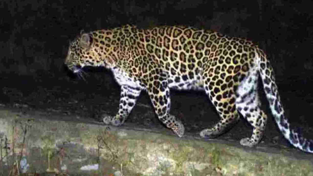 Hyderabad: బాబోయ్‌ పులి.. హైదరాబాద్‌లోకి ఎంట్రీ ఇచ్చిన చిరుత.. గోల్కొండలో హల్‌చల్‌..!