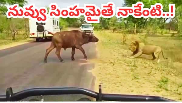 Viral Video: నువ్వు అడవికి రాజైతే నాకేంటి తొక్క..! సింహానికే సుస్సు పోయించిన అడవి దున్న..