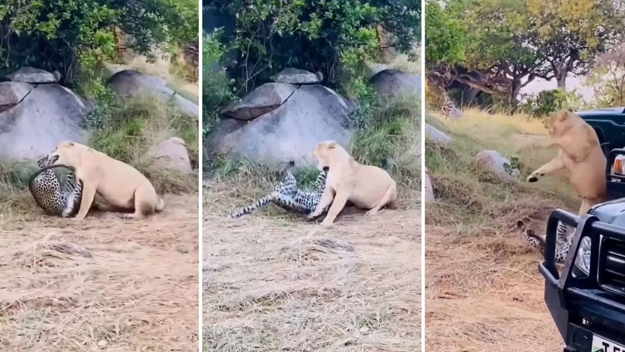 Viral Video: వాహ్‌.. సింహానికి చుక్కలు చూపించిన చిరుత... వైరల్‌ వీడియోతో నెటిజన్స్‌ ఫిదా...