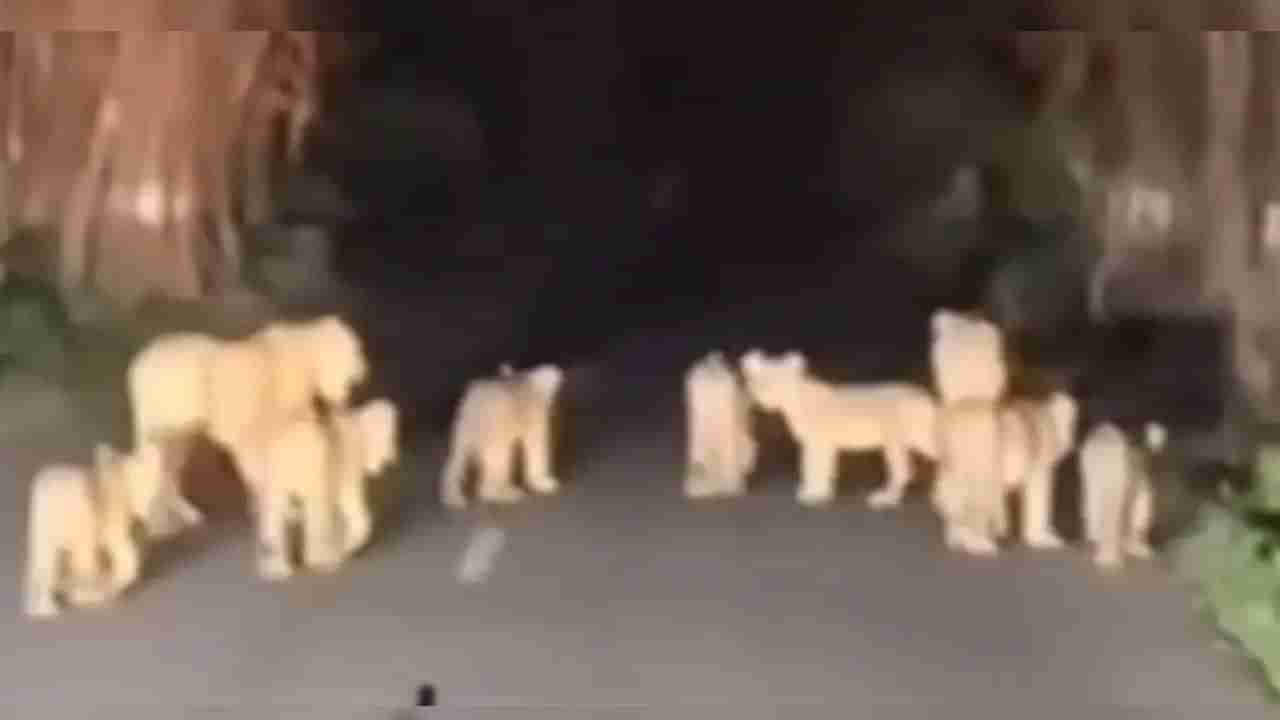 Watch: నైట్ వాక్కు వచ్చిన సింహాలు.. హడలెత్తిన జనాలు.. వీడియో గుండె గుభేల్!