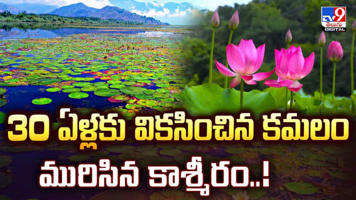 30 ఏళ్లకు వికసించిన కమలం మురిసిన కాశ్మీరం 30 ఏళ్లకు వికసించిన కమలం మురిసిన కాశ్మీరం